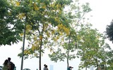 Hồ Tây ngập sắc vàng hoa muồng hoàng yến